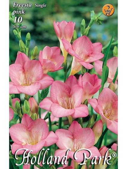 freesia single pink 2