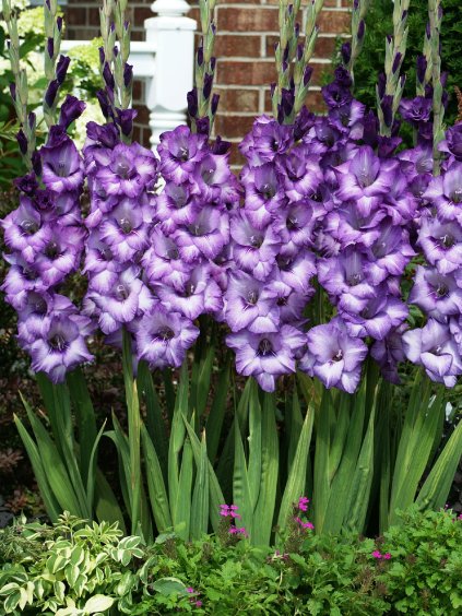 gladiola blue isle 3