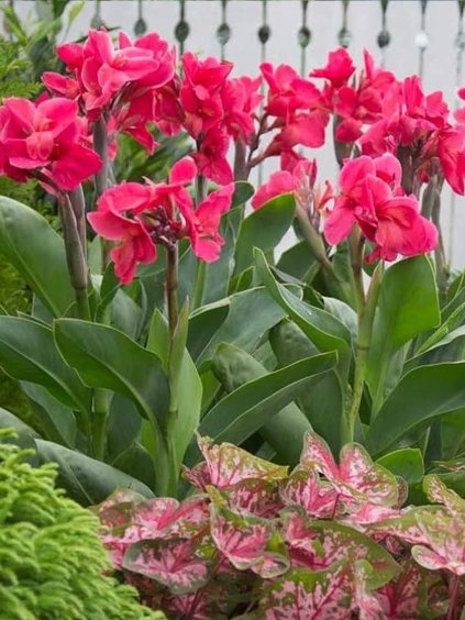 kana grenleaves pink