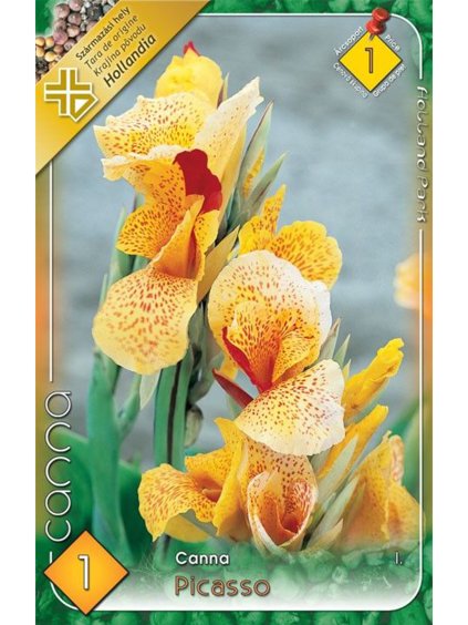 canna picasso