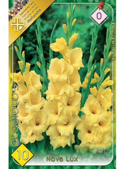 gladiola nova lux 2