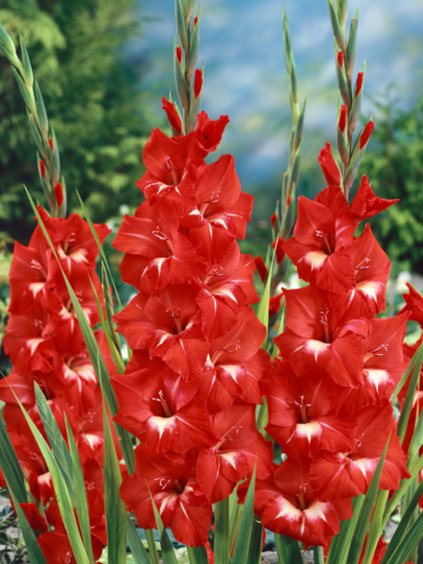 gladiola traderhorn 2