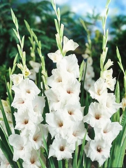 gladiola white prosperity 1