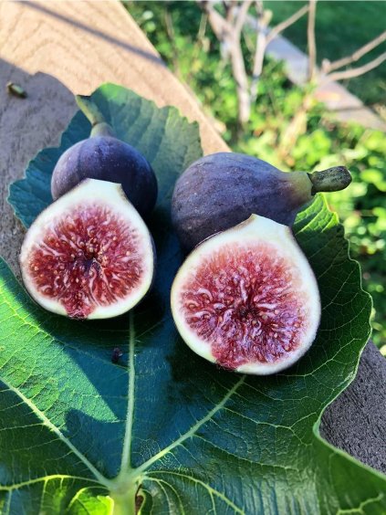 Figovník 'MELANZANA' v kont. 6l