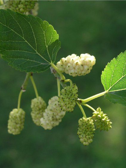 'MORUS ALBA' fehér eperfa, kont. 6l