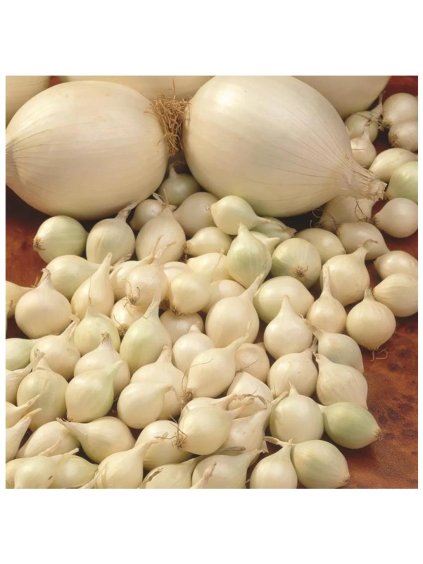 Cibuľa sadzačka 'SNOWBALL' 500 g