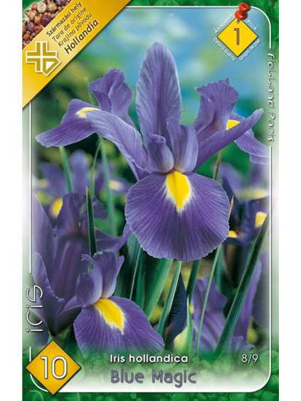 iris hollandica blue magic 2