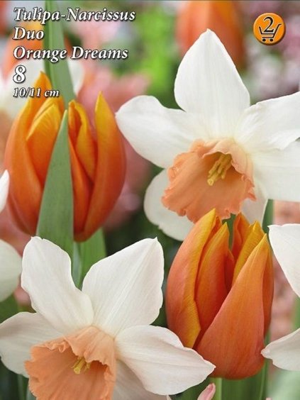 orange dreams