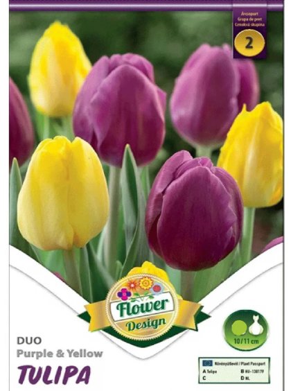 Tulipán Tulipa Triumph 'PURPLE & YELLOW'