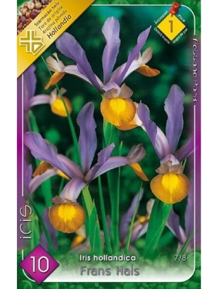 Kosatec Iris hollandica 'Frans Hals' 10ks