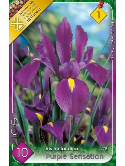 Kosatec Iris hollandica 'PURPLE SENSATION'