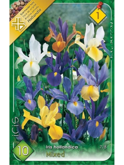 Kosatec Iris hollandica 'MIXED'