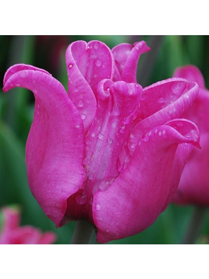 Tulipán - Tulipa 'PICTURE'