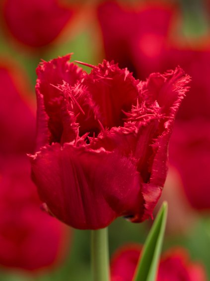 Red Wing Tulipa 1