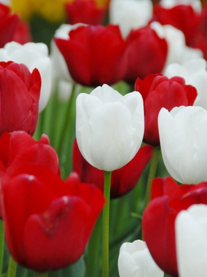 red white