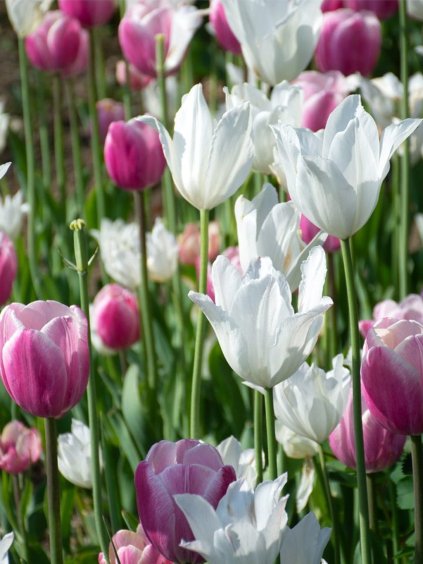 pink white