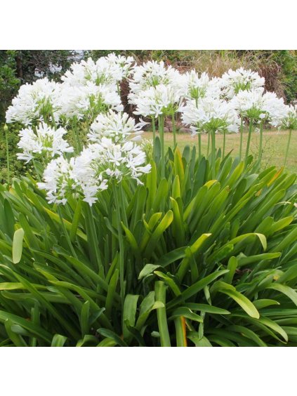 agapanthus umrellatus white