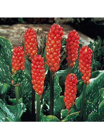 arum italicum