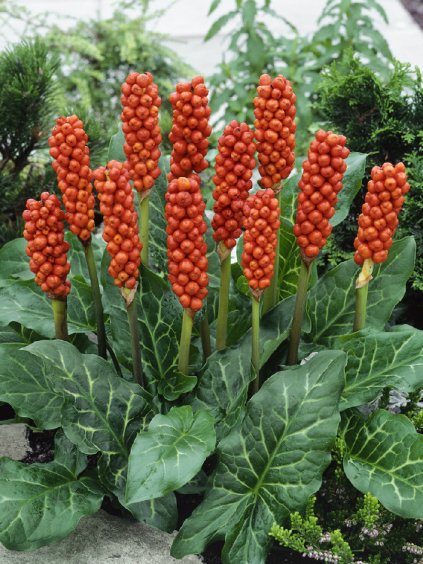 arum italicum