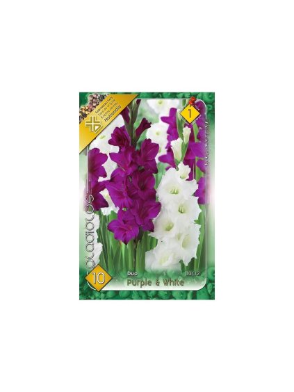 Gladioly veľkokveté - Gladiolus 'Duo Purple & White'