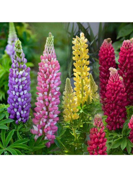 Lupinus mixed
