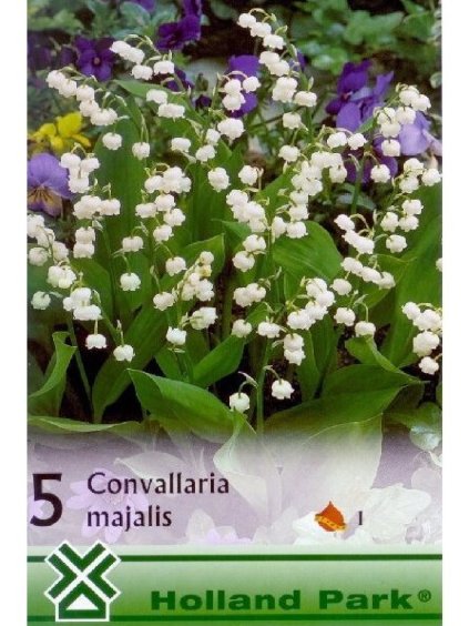 Konvalinka 'Convallaria Majalis' 5ks