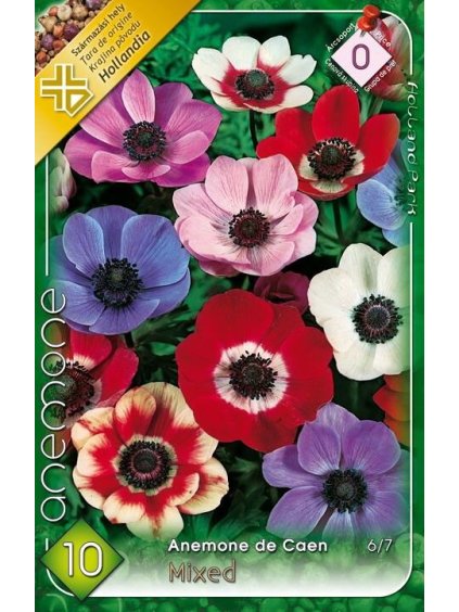 anemone de caen mix2022 09 12 15 14 03