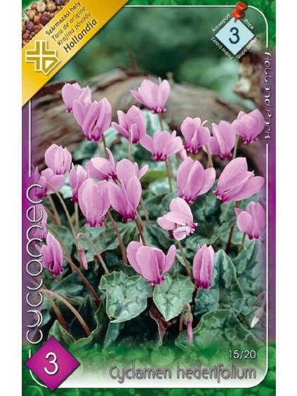 Cyklámen brečtanolistý 3ks