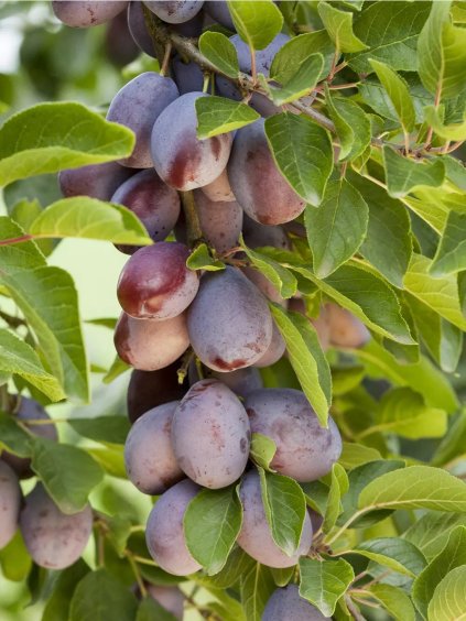 Slivka stĺpovitá 'FRUCA' podp. myrobalán, voľnok.