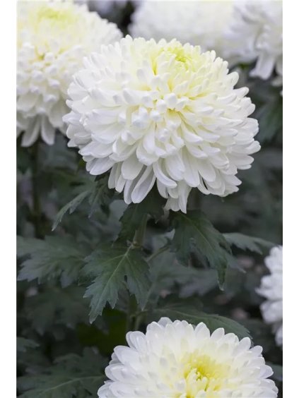ezgif.com webp to jpg (7)
