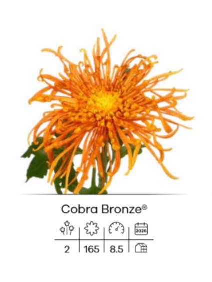 Cobra Bronze