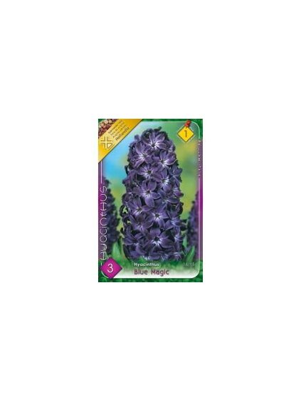 hyacint blue magic