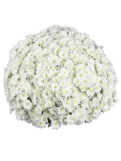 Chryzantémy črepníkové multiflora biele 'FAIR WHITE'2