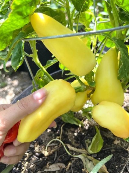 Paprika 'Fehérözön' 50 semien