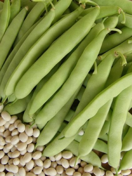 Fazuľa 'Gyöngybab' 50g