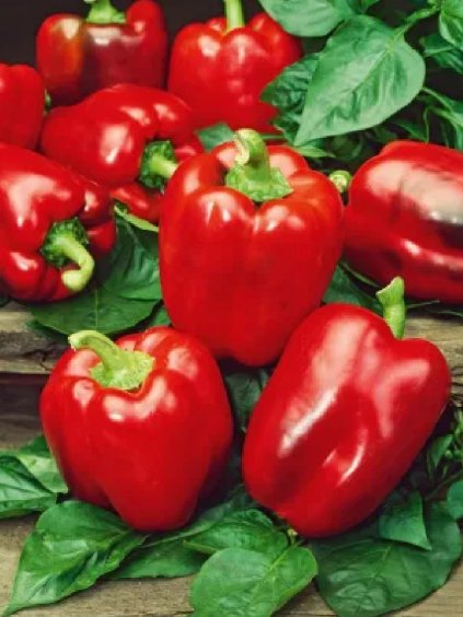 Paprika 'California Wonder' 1g
