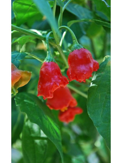 Paprika chili 'Bohócsapka' - 20 semien