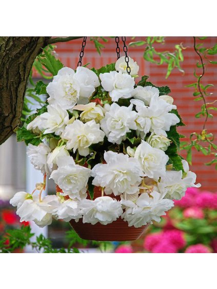 6 Giant Pendula White 0002144 2 33175
