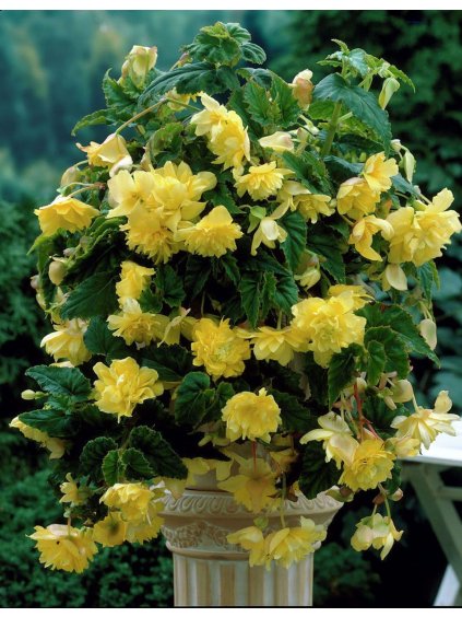 yellow trailing pendula begonia (3) 3537 p