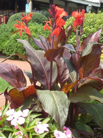 canna red leaves 2