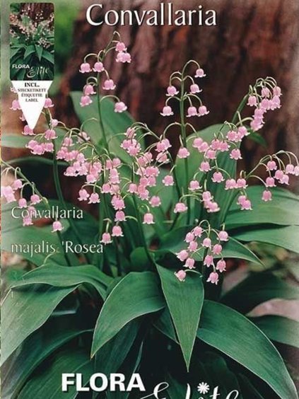 convallaria majalis rosea