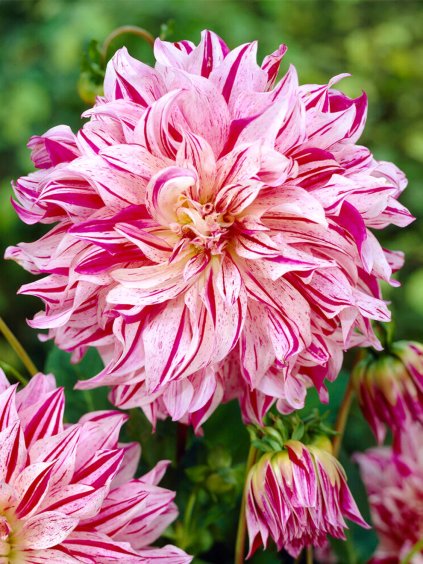 Dahlia Bristol Stripe 1 ezgif.com webp to jpg converter