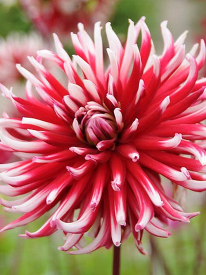 dalia kaktus friquolet