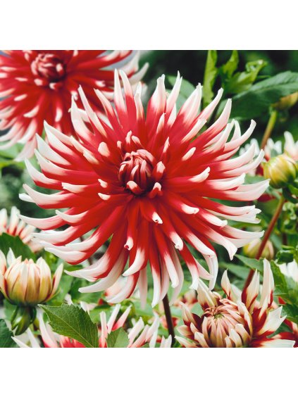 Dahlia Friquolet 0008128 89086