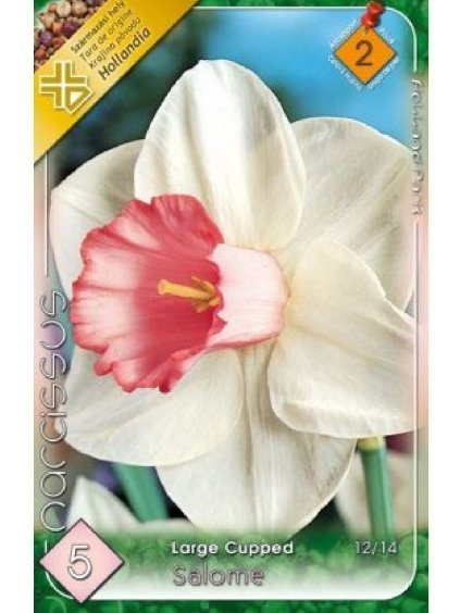 Narcis Narcissus 'LARGE CUPPED SALOME'