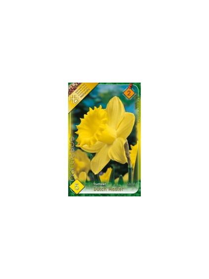 narcissus trumpet dutch master