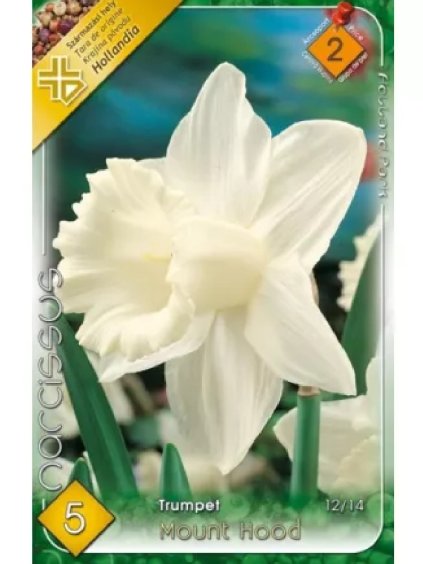 Narcis Narcissus 'TRUMPET MOUNT HOOD'