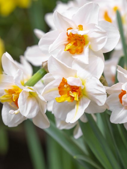 Narcis Narcissus Double 'FLOWER DRIFT'