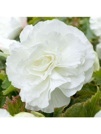 Begonia Double White 0002162 3 98987