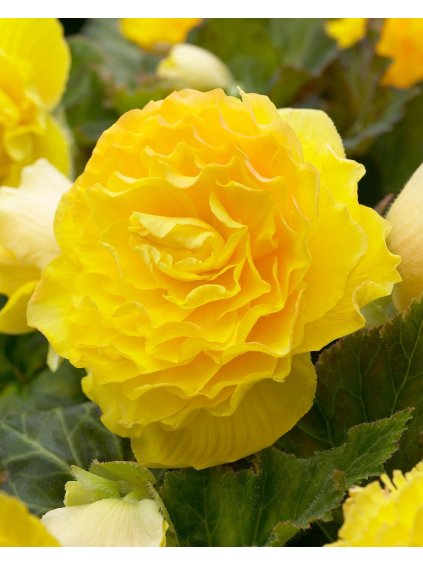 begonia double yellow 1 ezgif.com webp to jpg converter